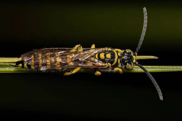 Volwassen Nieuwe Wereld Gebonden Thynnid Wasp Van Het Genus Myzinum — Stockfoto