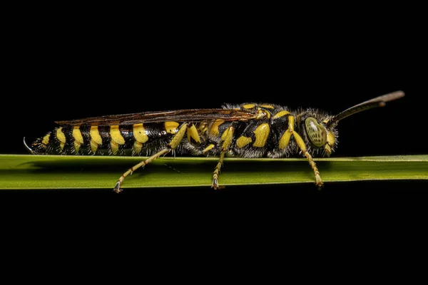 Adult New World Banded Thynnid Wasp Der Gattung Myzinum — Stockfoto