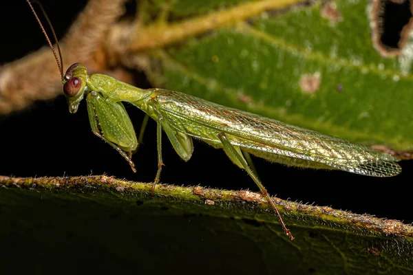 Adulto Masculino Acontistid Mantis Genus Metaphotina — Fotografia de Stock