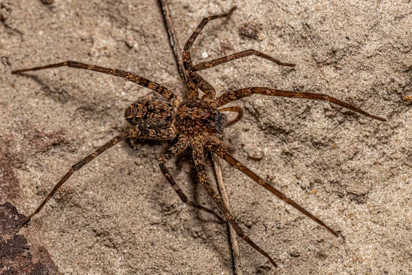 Ενηλίκων Wandering Spider Family Ctenidae — Φωτογραφία Αρχείου