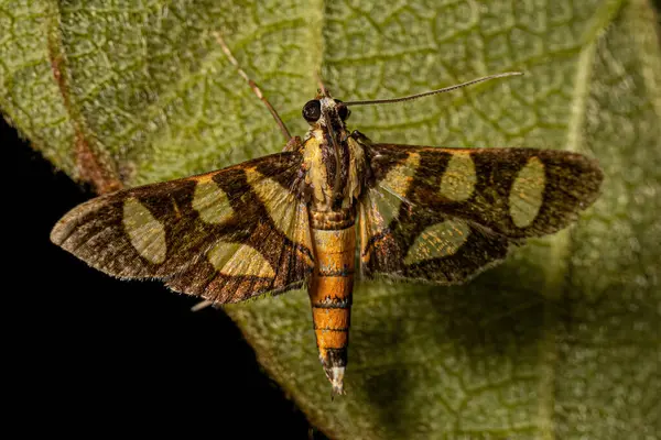 Αρσενικό Ενηλίκων Orange Spotted Flower Moth Του Είδους Syngamia Florella — Φωτογραφία Αρχείου