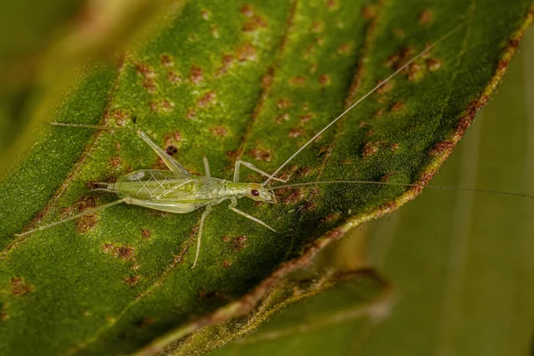 Běžný Kriketový Hmyz Rodu Oecanthus — Stock fotografie