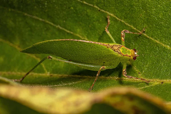 Volwassen Blad Katydid Van Onderfamilie Phaneropterinae — Stockfoto