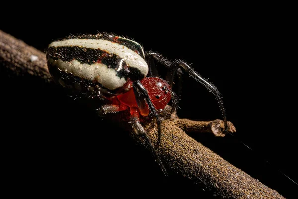 Adult Typical Orbweaver Spider Species Alpaida Rubellula — 스톡 사진