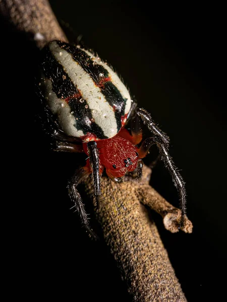 Adult Typical Orbweaver Spider Species Alpaida Rubellula — Stok fotoğraf