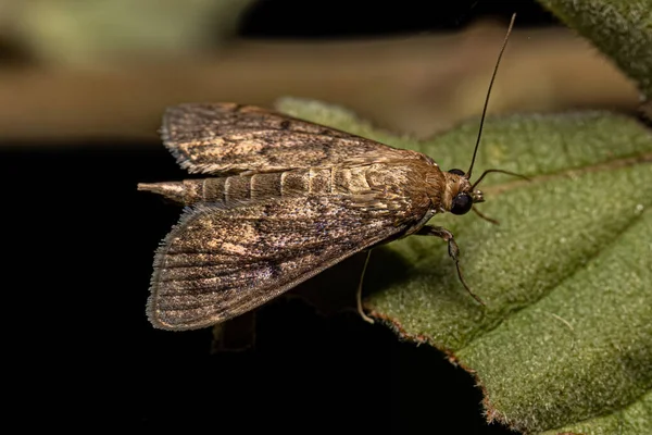Adult Pearl Moth Tribe Herpetogrammatini — стокове фото