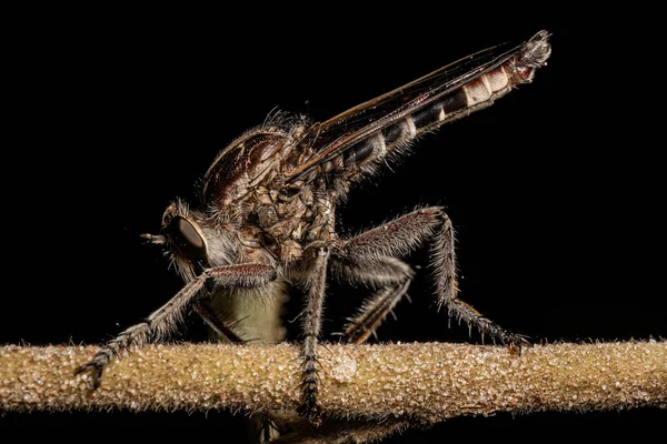 Adult Robber Fly of the Genus Triorla