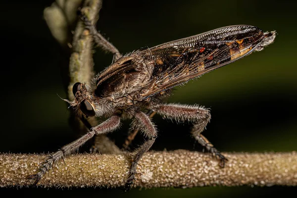 Adult Robber Fly Genus Triorla — Zdjęcie stockowe