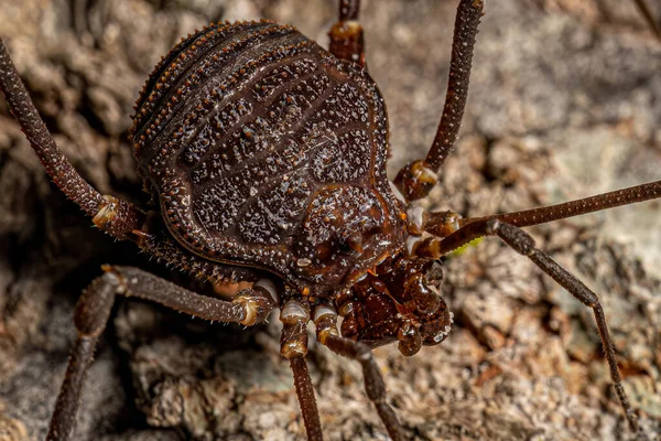 stock image Adult Gonyleptid Harvestmen of the Genus Discocyrtanus