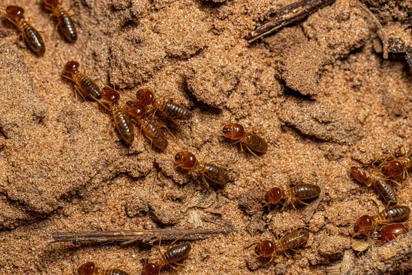 Adult Jawsnouted Termites Species Syntermes Nanus — Stockfoto