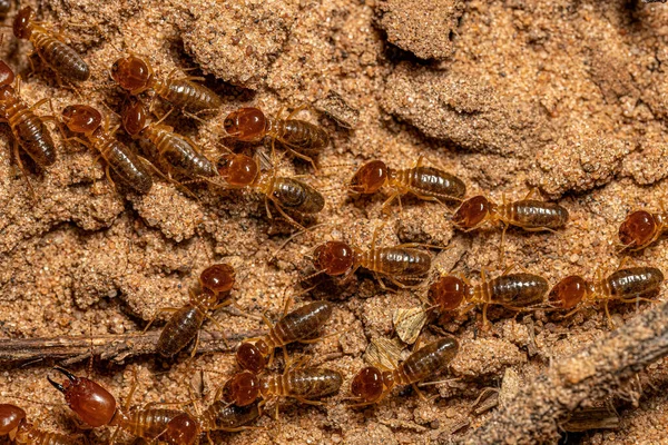 stock image Adult Jawsnouted Termites of the species Syntermes nanus