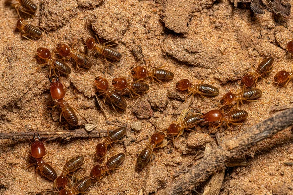 Adult Jawsnouted Termites Species Syntermes Nanus — Stockfoto