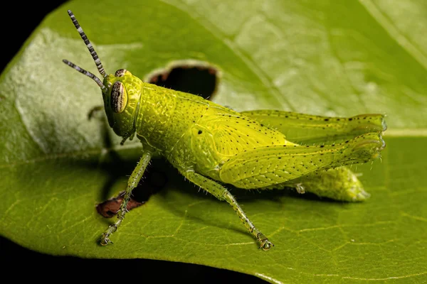Короткорога Grasshopper Nymph Tribe Abracrini — стокове фото