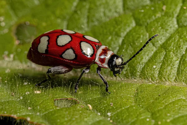 Pulga Escarabajo Adulto Especie Omophoita Argus — Foto de Stock