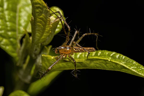 Adult Male Lynx Spider Species Peucetia Rubrolineata — Stok fotoğraf