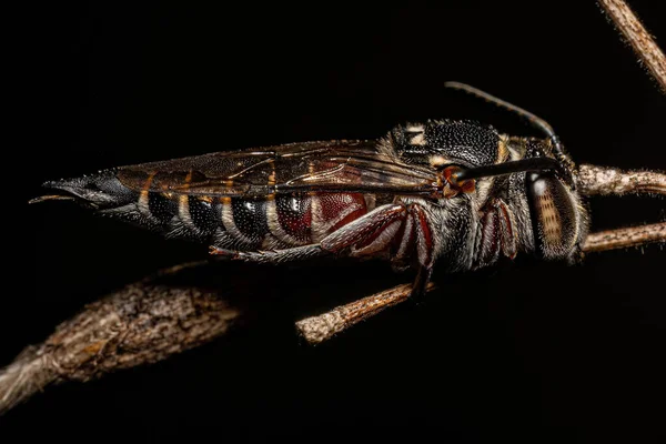 Coelioxys Cinsinin Yetişkin Sivri Kuyruklu Arısı — Stok fotoğraf