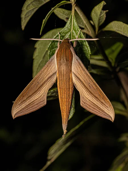 Dorosła Tersa Sphinx Moth Gatunku Xylophanes Tersa — Zdjęcie stockowe