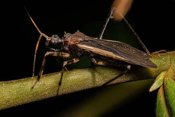 Adult Assassin Bug Släktet Zelurus — Stockfoto