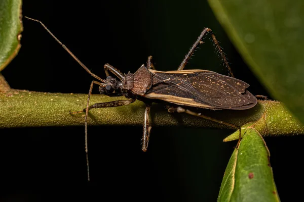 Adult Assassin Bug Van Het Geslacht Zelurus — Stockfoto