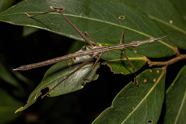 Neotropisk Stick Grasshopper Familjen Proscopiidae — Stockfoto
