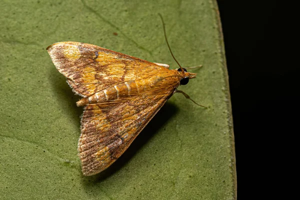 Moth Mięty Dla Dorosłych Rodzaju Pyrausta — Zdjęcie stockowe