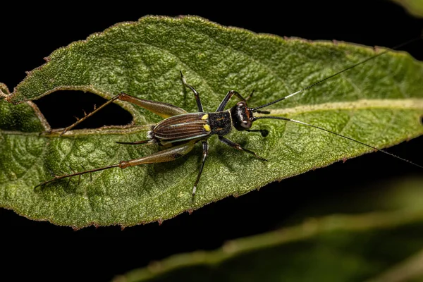 Small True Cricket Genus Phylloscyrtus — 스톡 사진