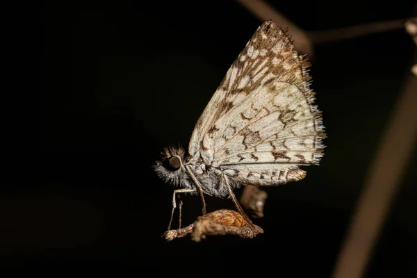 Orcus Checkered Skipper Moth Owad Rodzaju Burnsius — Zdjęcie stockowe