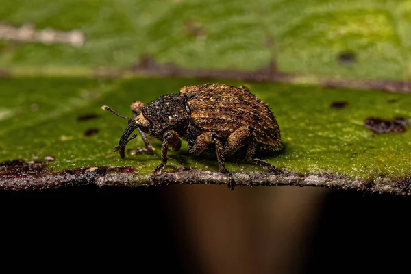 Vrai Méchant Adulte Famille Des Curculionidae — Photo
