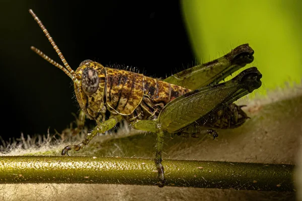 Grasshopper Garganta Esporão Inseto Subfamília Melanoplinae — Fotografia de Stock
