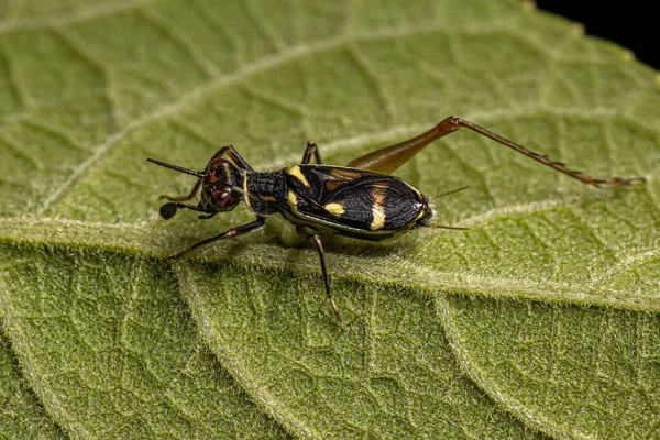 Small True Cricket Genus Phylloscyrtus — Stock Photo, Image