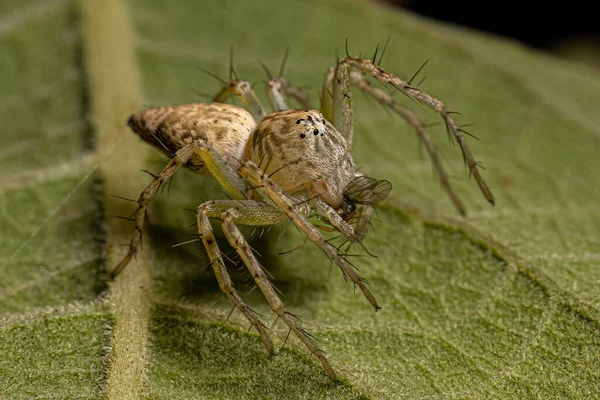 Pequeño Lince Araña Especie Familia Oxyopidae — Foto de Stock