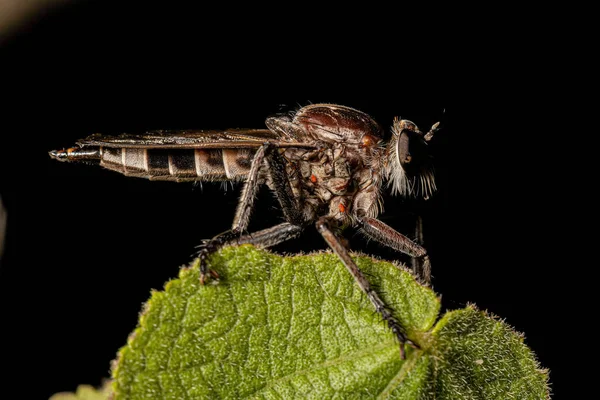 Adult Robber Fly Genus Triorla — Stockfoto