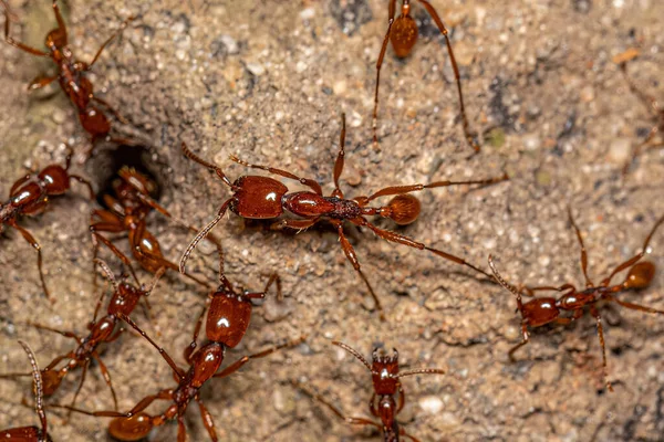 Ausgewachsene Neivamyrmex Ameisen Der Art Neivamyrmex Goeldii — Stockfoto