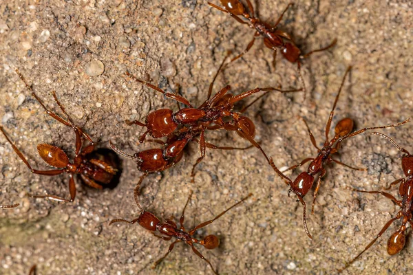 Adulto Feminino Neivamyrmex Exército Formigas Espécie Neivamyrmex Goeldii — Fotografia de Stock