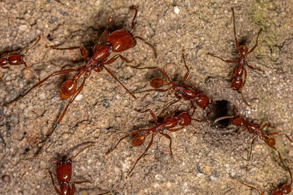 成虫女性 Neivamrmex Army Ants Species Neivamrmex Goeldii — ストック写真