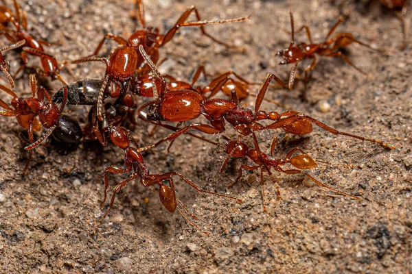 stock image Adult Female Neivamyrmex Army Ants of the species Neivamyrmex goeldii