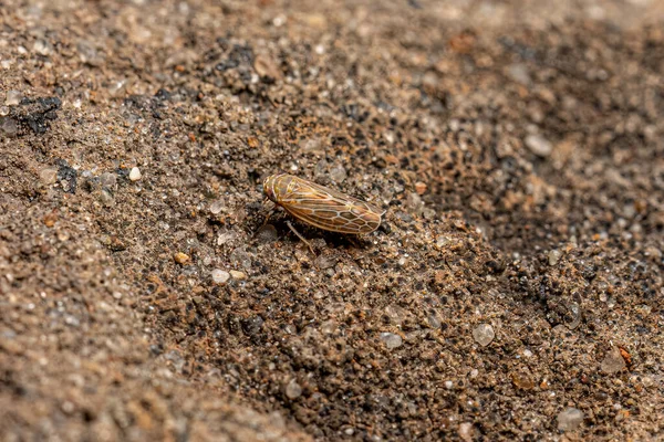 Small Adult Typical Leafhopper Tribe Deltocephalini — Fotografia de Stock