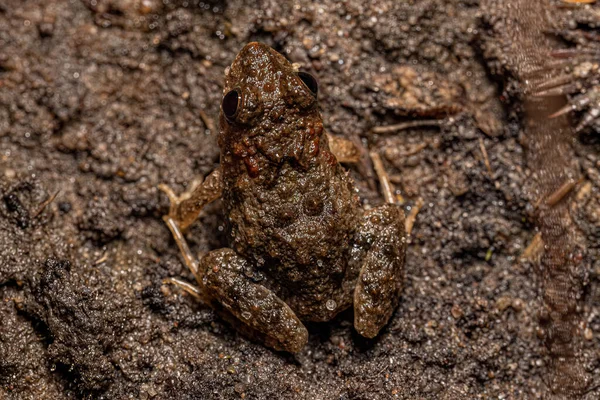 Kleiner Südlicher Frosch Der Gattung Pseudopaludicola — Stockfoto