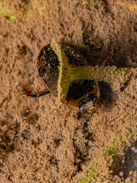 stock image Adult Predaceous Diving Beetle of the Genus Thermonectus