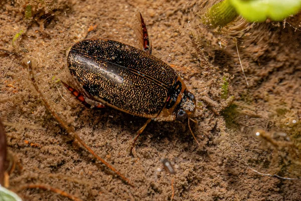Escarabajo Buceo Predáceo Adulto Del Género Thermonectus — Foto de Stock