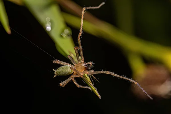 Dospělý Dlouhonohý Pavouk Rodu Cheiracanthium — Stock fotografie