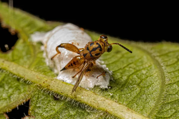 Dorośli Chalcydoid Wasp Rodziny Chalcididae — Zdjęcie stockowe