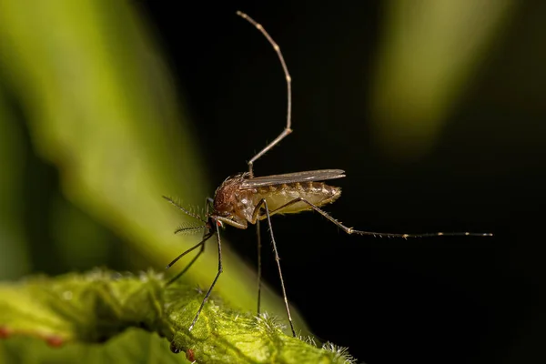 Culex Cinsinden Yetişkin Dişi Culicine Sivrisinek — Stok fotoğraf