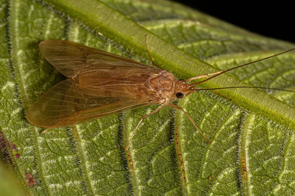 Ενηλίκων Caddisfly Έντομο Του Genus Leptonema — Φωτογραφία Αρχείου
