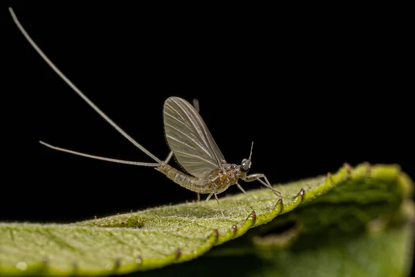 Small Adult Mayfly Genus Traverhyphes — ストック写真
