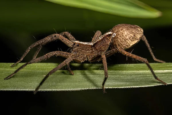 Adulte Weibliche Trechaleid Spinne Der Gattung Neoctenus — Stockfoto