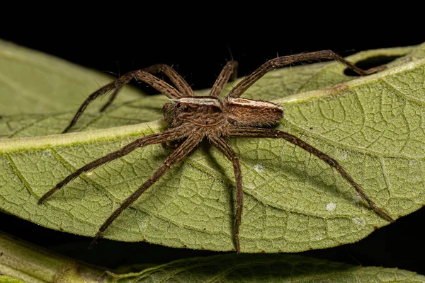Spider Trechaleid Femminile Adulto Del Genere Neoctenus — Foto Stock