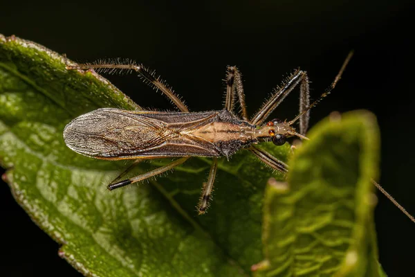 stock image Adult Assassin Bug of the Genus Repipta