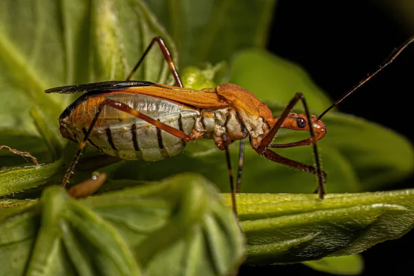 Adult Assassin Bug Species Zelus Laticornis — Φωτογραφία Αρχείου