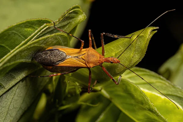 Adult Assassin Bug Species Zelus Laticornis — Zdjęcie stockowe
